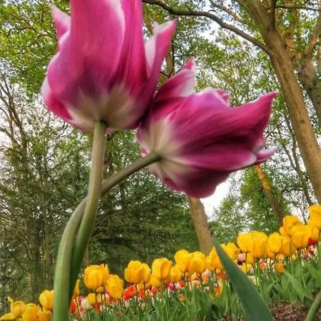 Bollenstreek